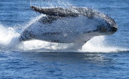 A humpback whale breaches out of the ocean